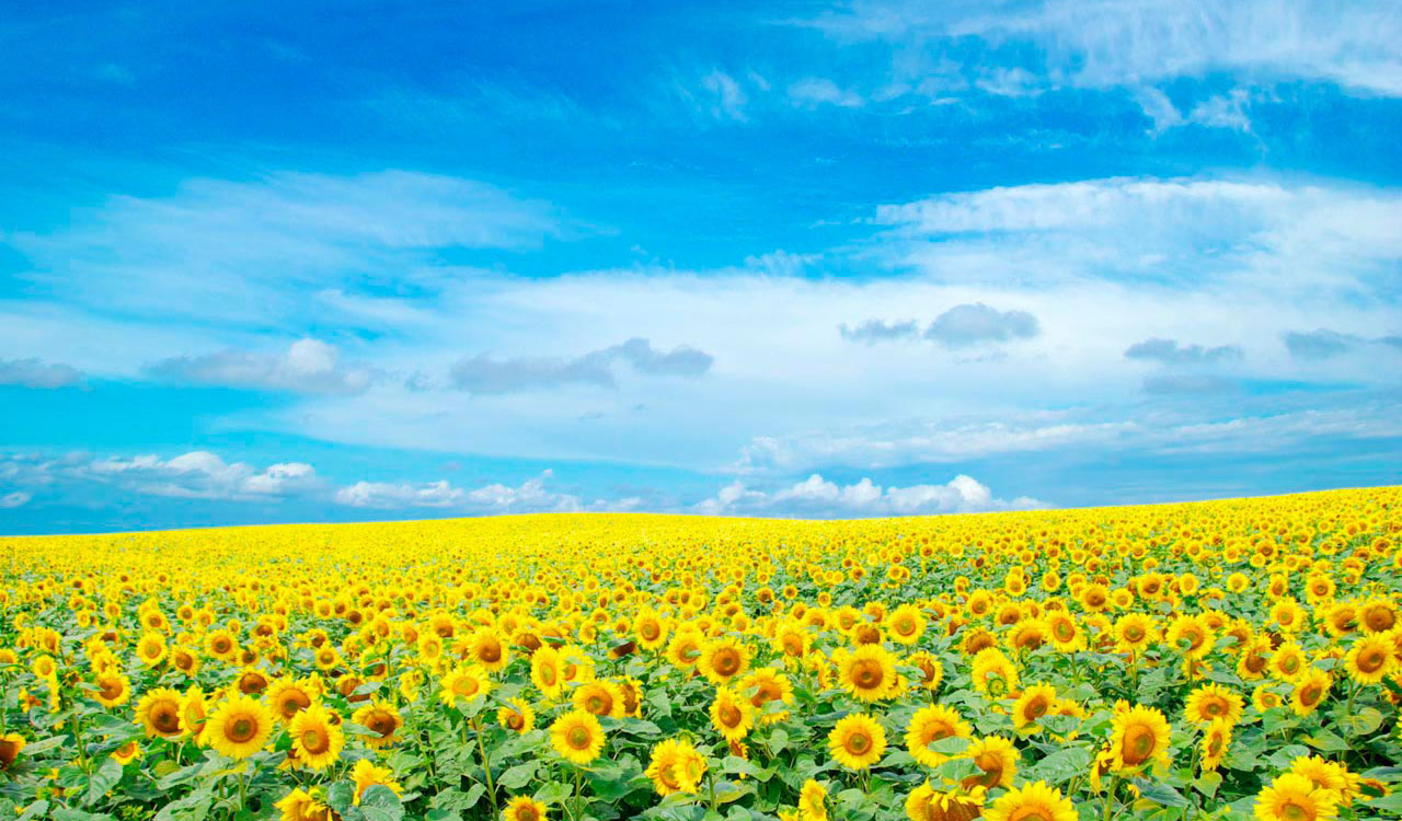 portada_background